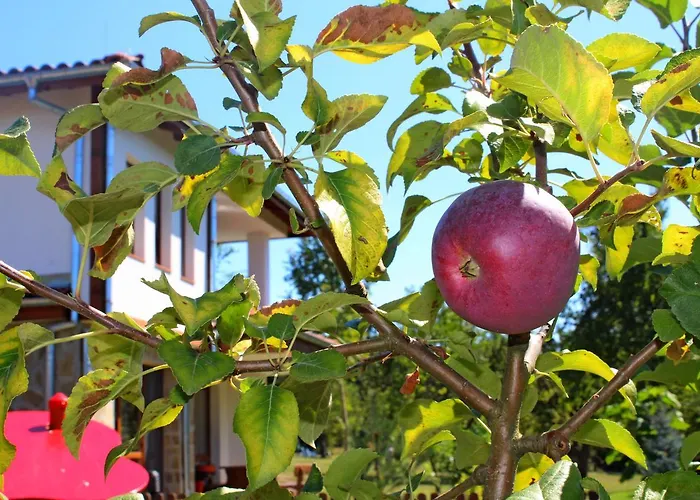 אתר נופש Sinjirite Complex אלנה